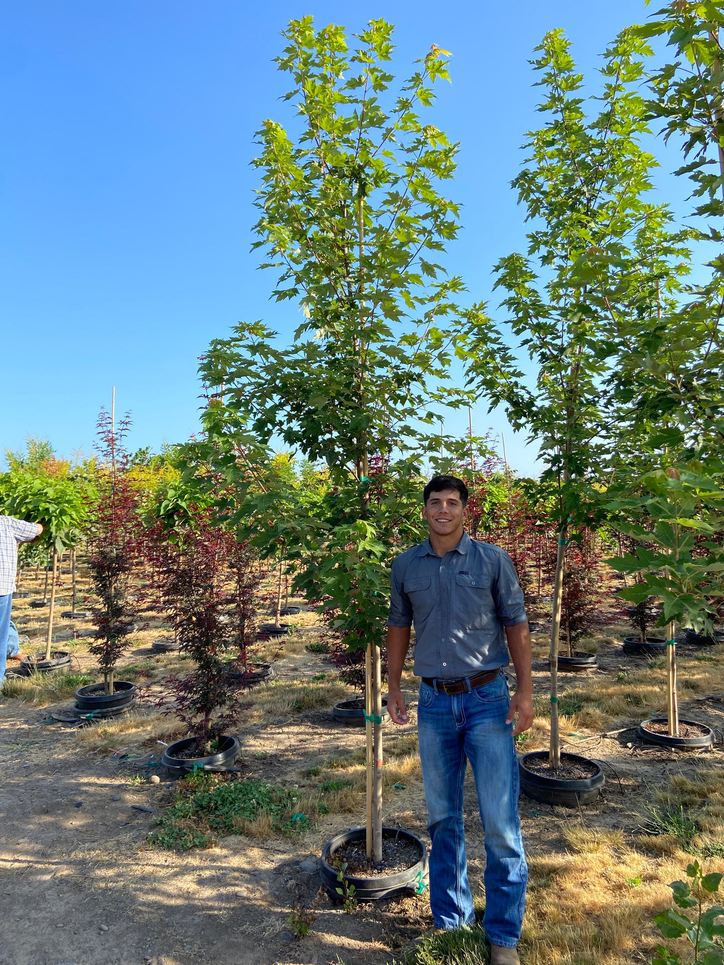 Autumn Blaze Maple