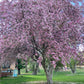 Royal Raindrops Crab Apple