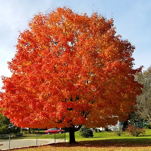 October Glory Red Maple – The Tree Folks