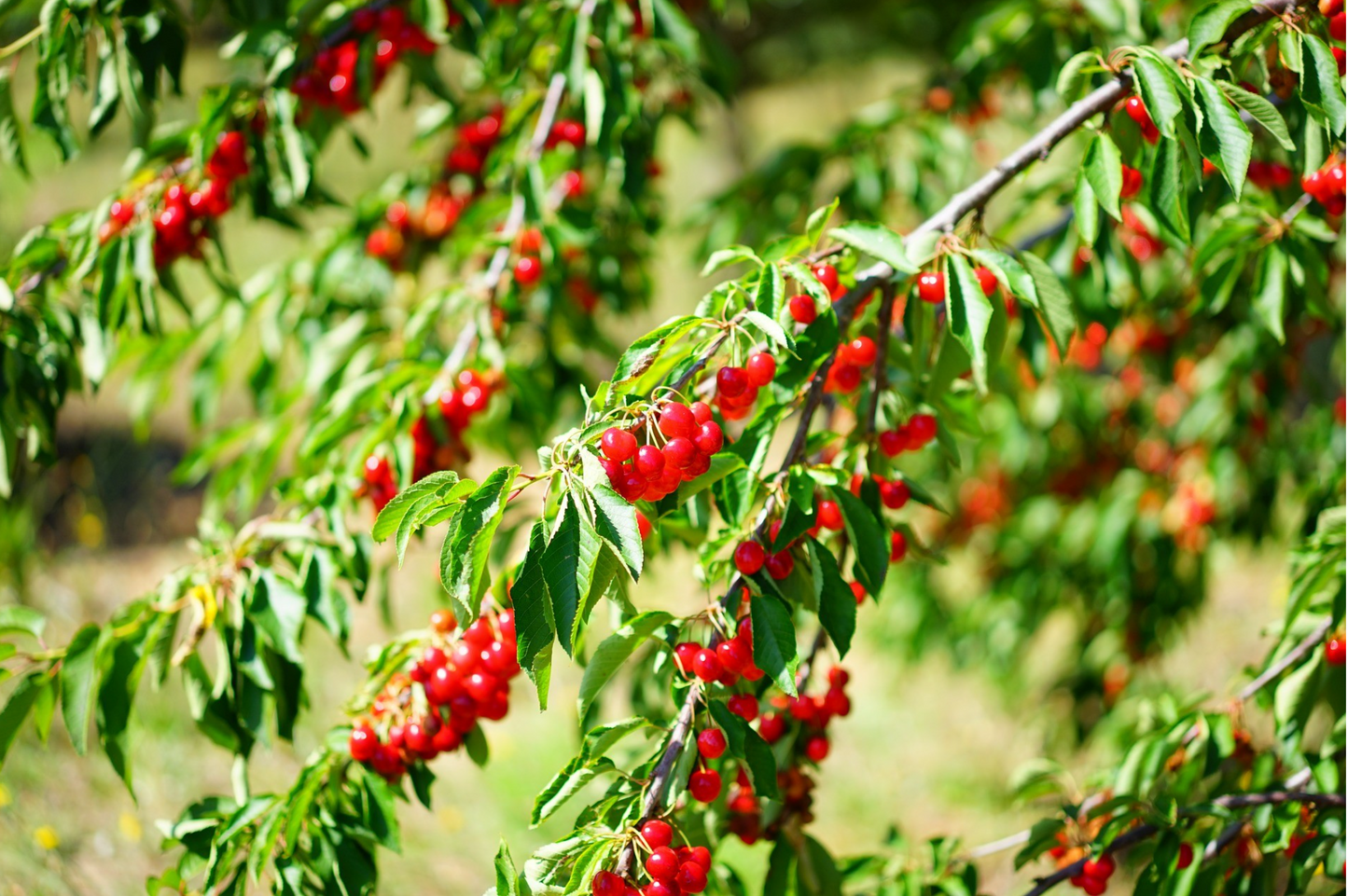 Evans Bali Cherry Tree