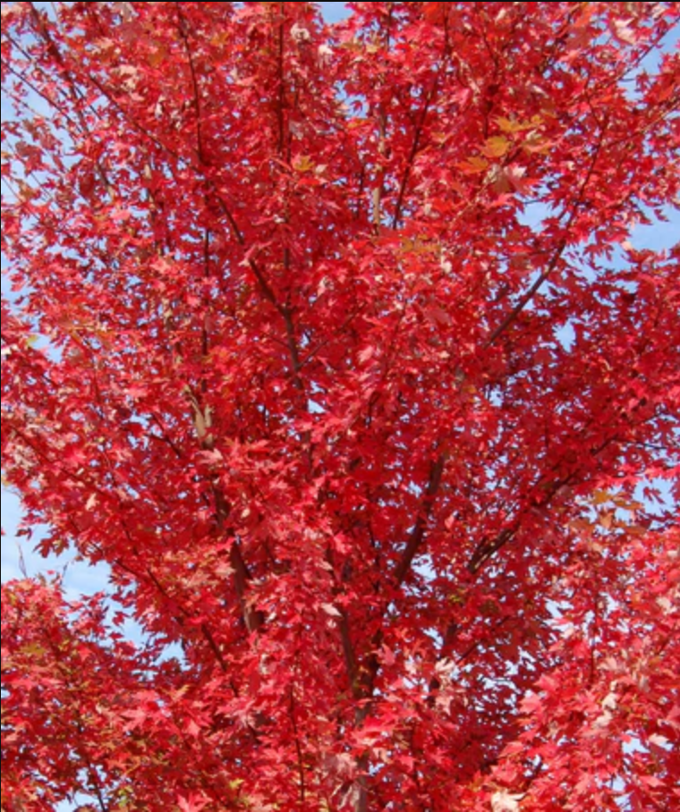 Autumn Blaze Maple